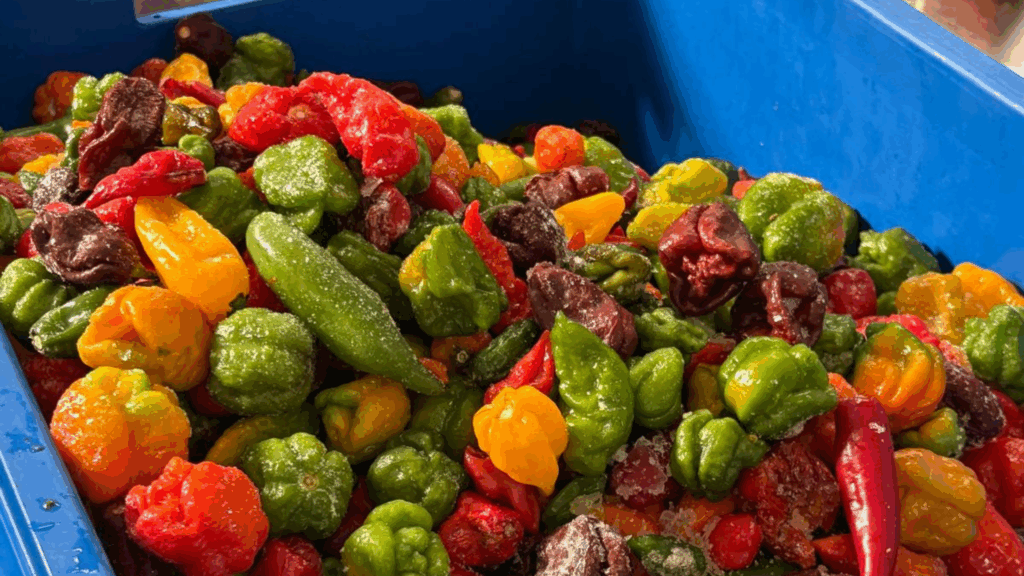Genetiche peperoncini Boss Taste of Hell